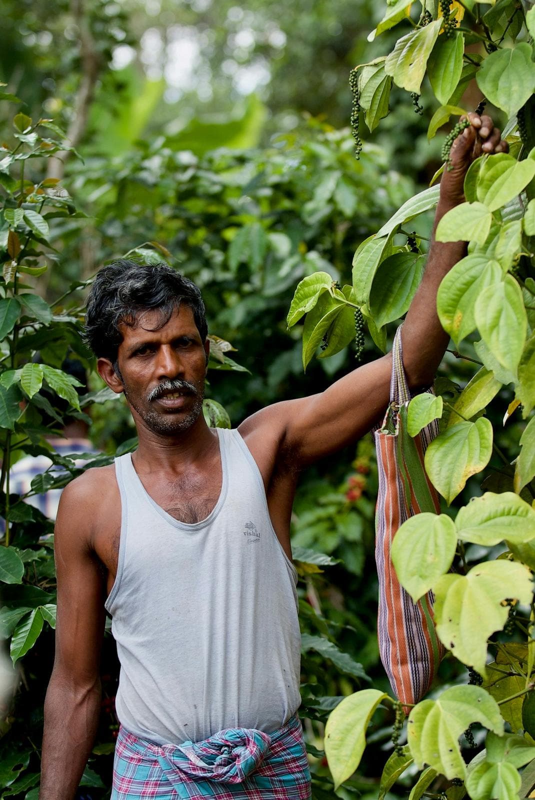 Coffee farmer standing among coffee plants on an Indian estate