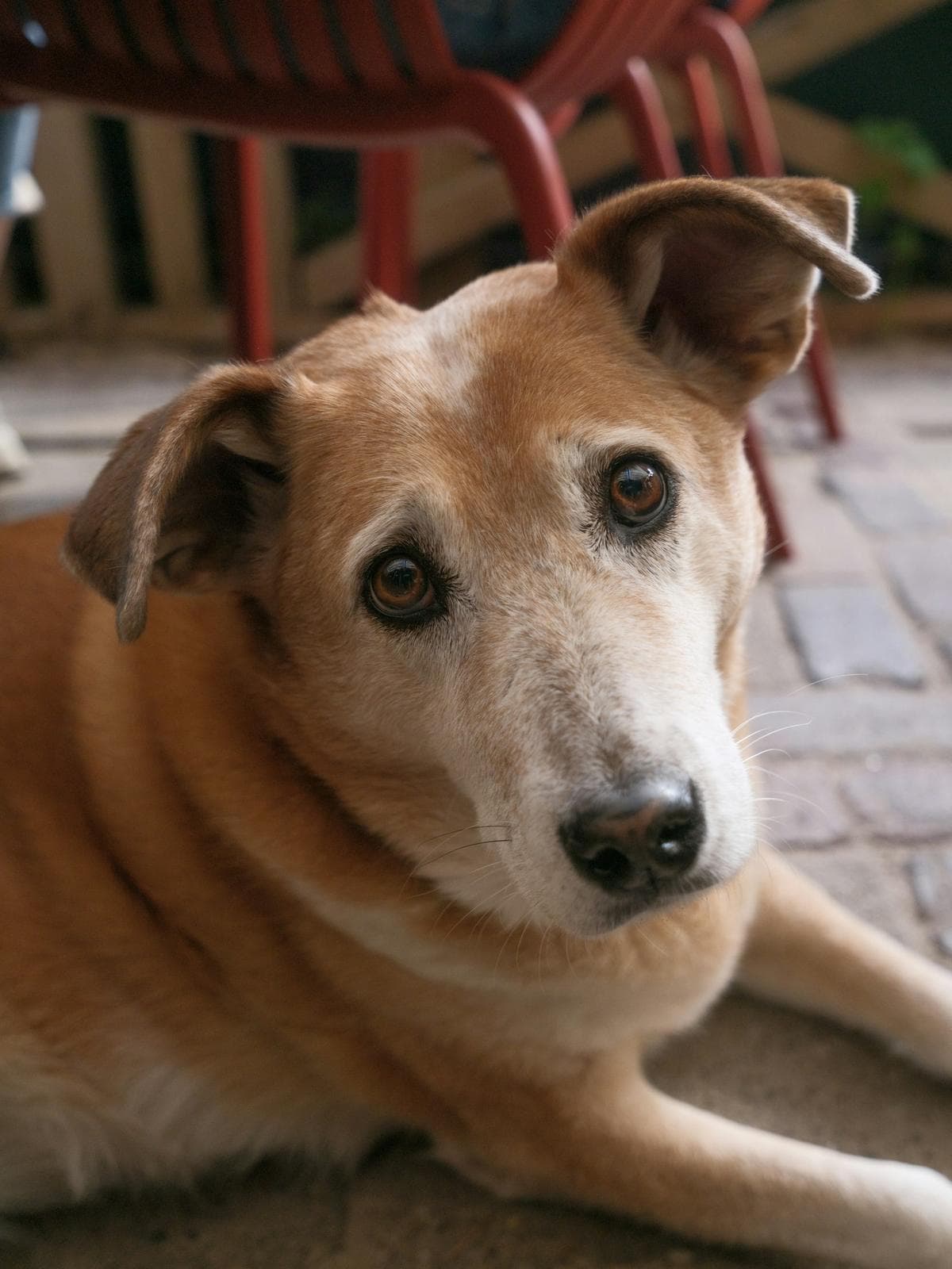 Friendly Indian street dog resting and looking at the camera